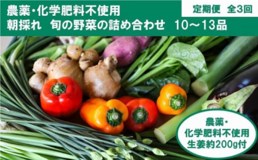 【全3回定期便】土佐の太陽をいっぱいに浴びた旬の野菜と生姜約200gのセット「大」 (3回配送)【土佐野菜】 [ATBA014] 454248 - 高知県高知市