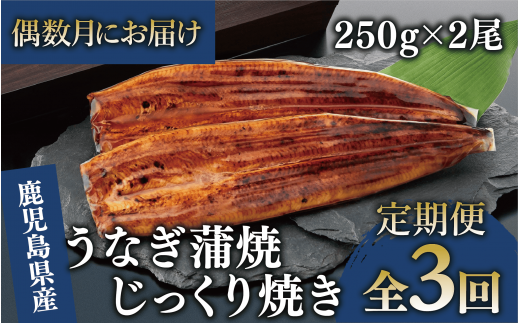 【全３回定期便・偶数月お届け】鹿児島県産 うなぎ 蒲焼 じっくり焼き約250g×2尾(大新/Z060-1695) 鰻 蒲焼 国産 丑の日 うな重 無頭 ギフト ふっくら 小分け レンジ 簡単 頒布会 小分け うな丼 ウナギ 冷凍 1520015 - 鹿児島県指宿市