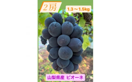 ＜2025年先行受付＞ピオーネ2房(1.3～1.5kg)【1555648】