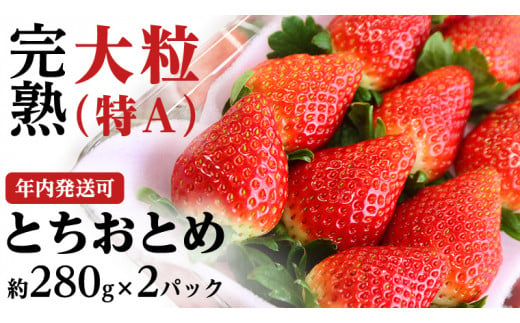 【12/15までの申込で年内にお届け！】完熟 とちおとめ 約280g×2P完熟 とちおとめ 約280g×2P 年内お届け 国産 いちご イチゴ 苺 [BC079sa]