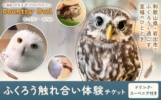 ふくろう触れ合い体験 (ドリンク スーベニア付き) カントリーオウル フクロウカフェ《30日以内に出荷予定(土日祝除く)》和歌山県 岩出市 ふくろう 体験 フクロウ ふれあい体験 チケット 送料無料 1510768 - 和歌山県岩出市