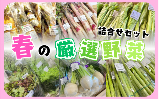 【令和7年の先行予約】ラポルテ五泉春の厳選野菜詰合せ [2025年3月以降順次発送] 新潟県 五泉市 まるっと五泉プロジェクトFunSpace株式会社 1532097 - 新潟県五泉市