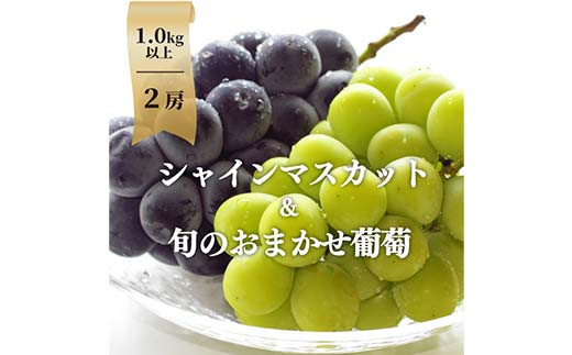 岡山県産ぶどう2種!こだわりのシャインマスカットとおまかせ葡萄 中サイズ2房入 ぶどう ブドウ シャインマスカット 社員マスカット 葡萄 デザート フルーツ 果物 くだもの 果実 食品