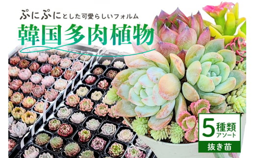 韓国多肉植物 抜き苗 アソート 5種類 詰め合わせ 多肉植物 観葉植物 インテリア 寄せ植え 誕生日プレゼント オシャレ 多肉 観葉 おまかせ セット 植物 苗 種類 色々 ランダム 農園直送 栽培 ガーデニング 寄せ植え用 韓国苗 多肉専科 867890 - 茨城県那珂市