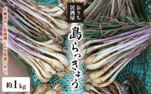 【2025年先行予約】おうち居酒屋。島らっきょう 約1kg/沖永良部島産【4月初旬～7月下旬】　W009-030u-01 1068076 - 鹿児島県和泊町