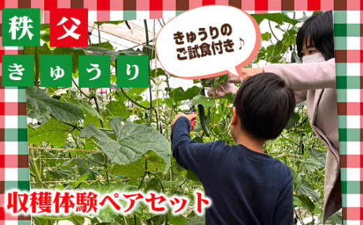 No.500 秩父きゅうり収穫体験ペアセット（ピクルス漬け液付き） ／ ちちぶ丸山農園 体験チケット きゅうり狩り 野菜収穫 ２名 埼玉県