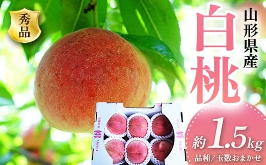 《2025年先行予約》 山形県産 白桃 品数・玉数おまかせ 秀品 約1.5kg FSY-2018 1550218 - 山形県山形県庁