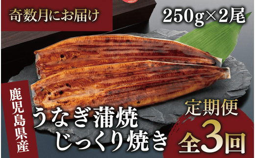 【全３回定期便・奇数月お届け】鹿児島県産 うなぎ 蒲焼 じっくり焼き約250g×2尾(大新/Z060-1694) 鰻 蒲焼 国産 丑の日 うな重 無頭 ギフト ふっくら 小分け レンジ 簡単 頒布会 小分け うな丼 ウナギ 冷凍 1520014 - 鹿児島県指宿市