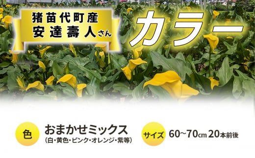 花 カラー(生花)60〜70cm おまかせミックス 20本前後 生産者:安達壽人 猪苗代産 プレゼント 贈り物 ギフト