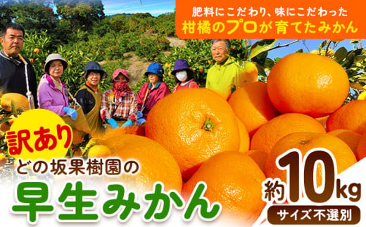 和歌山県日高川町のふるさと納税 訳あり 早生 みかん 10kg ( サイズ おまかせ) どの坂果樹園《12月上旬-1月末頃出荷》 早生みかん 訳ありみかん 和歌山県 日高川町 みかん ご家庭用 サイズ 不選別 規格外 おまかせ 不揃い 10kg 期間限定 旬 柑橘 産地直送 フルーツ 果物 10キロ 訳ありみかん わけありみかん