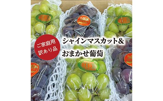 岡山県産シャインマスカットとおまかせ葡萄の訳あり品5-7房 ぶどう ブドウ シャインマスカット 社員マスカット 葡萄 デザート フルーツ 果物 くだもの 果実 食品