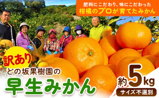 和歌山県日高川町のふるさと納税 訳あり 早生 みかん 5kg ( サイズおまかせ ) どの坂果樹園《12月上旬-1月末頃出荷》 和歌山県 日高川町 みかん ご家庭用 期間限定 フルーツ 旬 柑橘 サイズ 不選別 ミカン ５キロ 訳ありみかん わけありみかん 早生みかん