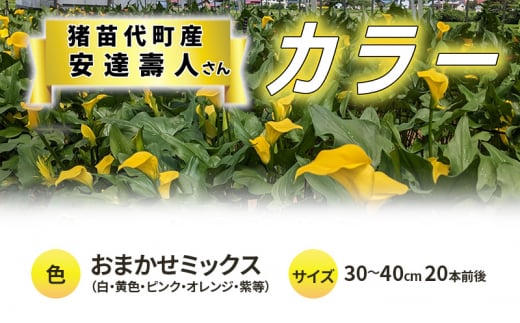 花 カラー(生花)30〜40cm おまかせミックス 20本前後 生産者:安達壽人 猪苗代産 プレゼント 贈り物 ギフト