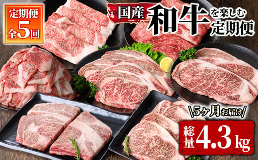 2607 和牛を楽しむ5回定期便 [和牛 国産 冷凍 小分け 牛肉 ステーキ 食べ比べ お楽しみ 定期便]