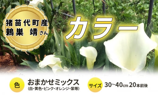 花 カラー ( 生花 ) 30〜40cm おまかせミックス 20本前後 生産者:鶫巣靖 猪苗代産 プレゼント 贈り物 ギフト