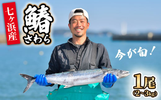 [ 期間限定 / 数量限定 ]七ヶ浜産 サワラ 鰆 1尾 ( 2〜3kg ) [10月〜11月発送]| 宮城県 七ヶ浜町 漁協 漁師 七ヶ浜 さわら 刺身 西京焼き ムニエル 和食 焼き魚 国産 天然 新鮮 |jf-sw01-R6