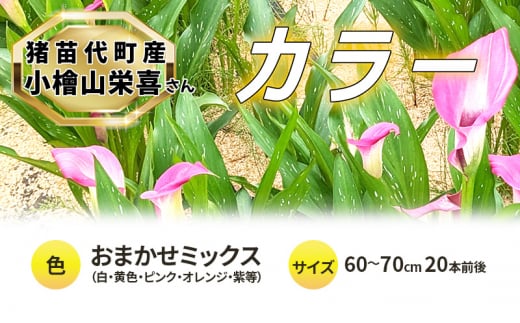 花 カラー ( 生花 ) 60〜70cm おまかせミックス 20本前後 生産者:小檜山栄喜 猪苗代産 プレゼント 贈り物 ギフト