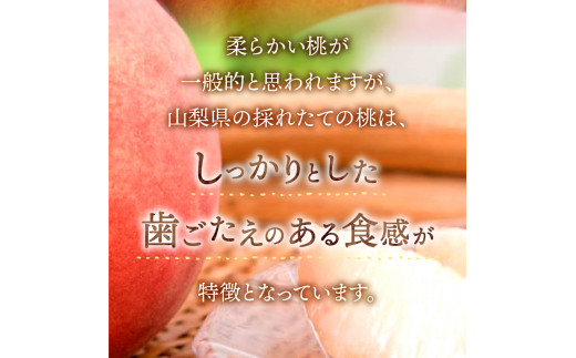 山梨県富士吉田市のふるさと納税 【2025年先行予約】山梨の朝どれ桃2Kg　大玉5玉～7玉 桃 山梨県産桃 果物 くだもの 果物 フルーツ もも 山梨 富士吉田