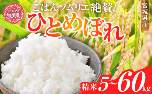 新米 精米 令和6年産 宮城県産 ひとめぼれ 5kg 〜 20kg | 2回 〜 3回 定期便 (10kg 〜 60kg) [菅原商店 宮城県 加美町 ] | sg00001-r6