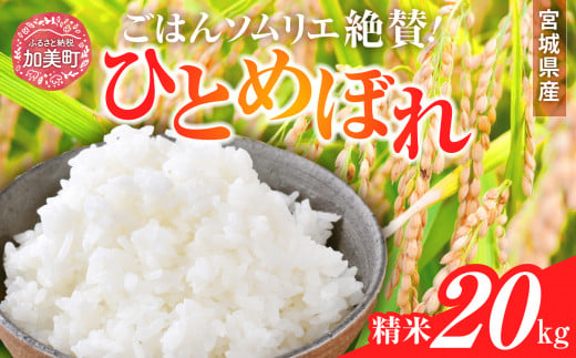 新米 精米 令和6年産 宮城県産ひとめぼれ 20kg [菅原商店 宮城県 加美町 ]  | sg00001-r6-20kg 1513254 - 宮城県加美町