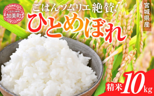 新米 精米 令和6年産 宮城県産ひとめぼれ 10kg [菅原商店 宮城県 加美町 ]  | sg00001-r6-10kg 1513253 - 宮城県加美町