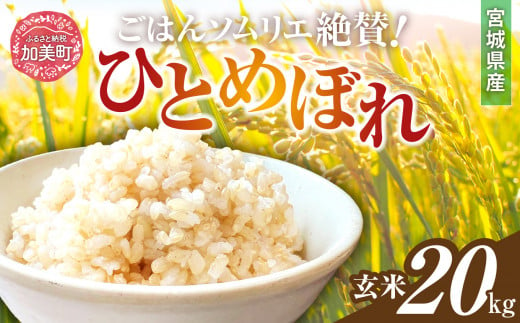 新米 玄米 令和6年産 宮城県加美町産ひとめぼれ 20kg [菅原商店 宮城県 加美町]  | sg00002-r6-20kg 1513737 - 宮城県加美町