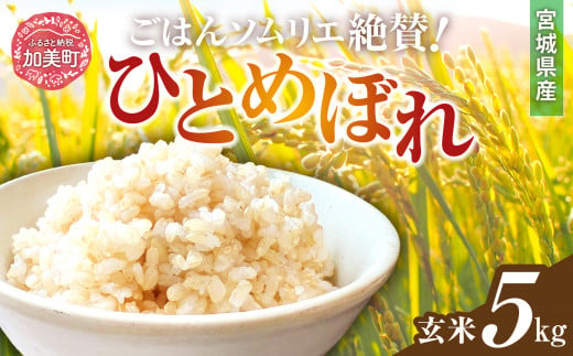 新米 玄米 令和6年産 宮城県加美町産ひとめぼれ 5kg [菅原商店 宮城県 加美町 ]  | sg00002-r6-5kg 1513735 - 宮城県加美町