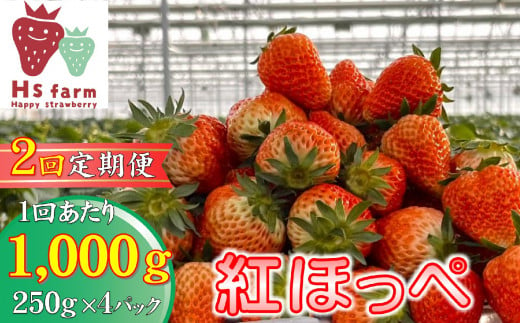 【数量限定 / 先行予約】 2回定期便 新鮮いちご〈品種：紅ほっぺ〉 約1kg (250g×4パック) Happy Strawberry 旬の時期に収穫してすぐ発送！ 【 訳あり いちご フルーツ 旬 小分け 人気 岩手 陸前高田 】