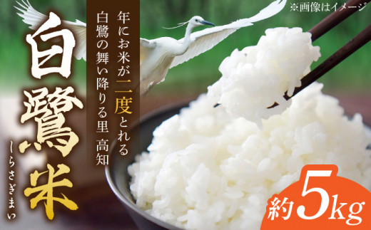 農薬節減！ 白鷺米 約5kg 【津ノ宮農園】 [ATBV001] 456436 - 高知県高知市