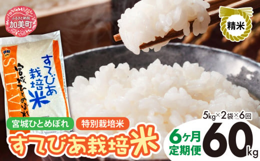 【6回定期便】新米 精米 令和6年度産 すてびあ栽培米 宮城県産 ひとめぼれ 計60kg 10kg(5kg×2)×6回 [菅原精米工業 宮城県 加美町 ]  | sw00002-r6-10kg-6 1515743 - 宮城県加美町