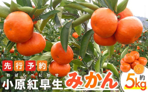 【11月下旬頃～発送】小原紅早生みかん 約5kg 595933 - 香川県さぬき市