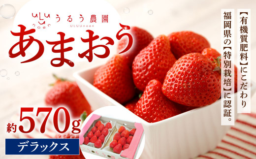 うるう農園 デラックス あまおう 2パック（約570g）【2025年1月下旬～2025年3月下旬順次発送予定】いちご イチゴ 苺 フルーツ 果物 福岡県産 1513433 - 福岡県北九州市