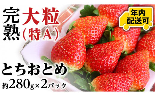 【12/15までの申込で年内にお届け！】 完熟 とちおとめ 約280g×2パック 年内お届け 国産 いちご イチゴ 苺 [BC079sa]