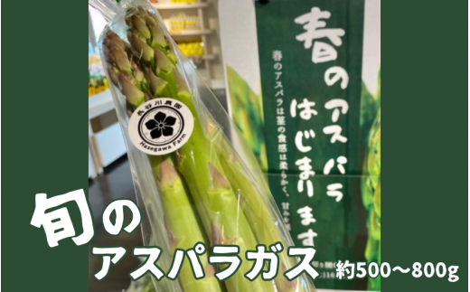 【令和7年の先行予約】旬の野菜 アスパラ 約500～800g [2025年4月以降順次発送] 新潟県 五泉市 まるっと五泉プロジェクトFunSpace株式会社 1532095 - 新潟県五泉市