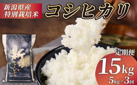 米 定期便 15kg 5kg×3回 令和6年産 特別栽培米 コシヒカリ 【 コンテスト 入賞米 米 おこめ お米 ブランド米 ご飯 ごはん オニギリ お弁当 玄米 対応可 kome  新米  5kg  送料無料 数量限定 農家直送 産地直送 国産 川瀬農園 新潟 新発田 kawase1000 】　 1513265 - 新潟県新発田市