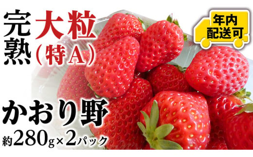 【12/15までの申込で年内にお届け！】 完熟 かおり野 約280g×2パック 年内お届け 国産 いちご イチゴ 苺 [BC081sa]