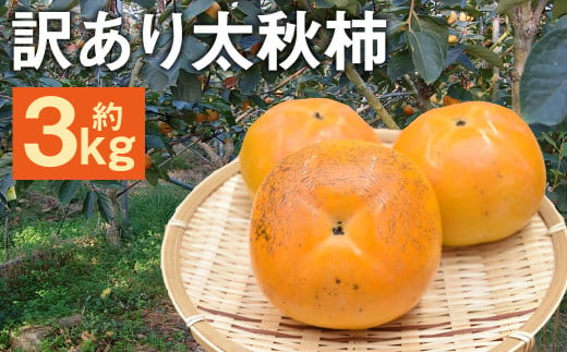 訳あり 太秋柿 秀品 約3kg （約8～14個） 【2024年10月下旬から2024年11月下旬発送予定】 訳アリ 果物 フルーツ 柿 かき 旬 旬の果物 旬のフルーツ 家庭用