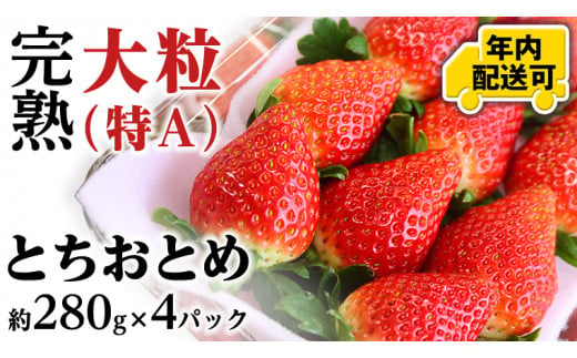 【12/15までの申込で年内にお届け！】 完熟 とちおとめ 約280g×4パック 年内お届け 国産 いちご イチゴ 苺 とちおとめ [BC080sa]