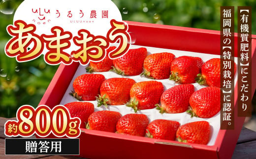 贈答用 あまおう 約800g【2025年1月下旬～2025年3月下旬順次発送予定】いちご イチゴ 苺 フルーツ 果物 福岡県産 1513431 - 福岡県北九州市