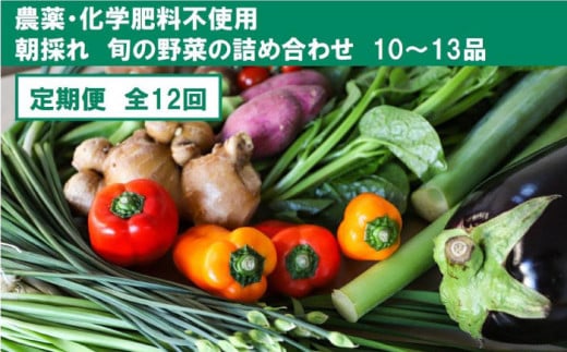 【全12回定期便】土佐の太陽をいっぱいに浴びた旬の野菜セット「大」 (12回配送)【土佐野菜】 [ATBA010] 454244 - 高知県高知市