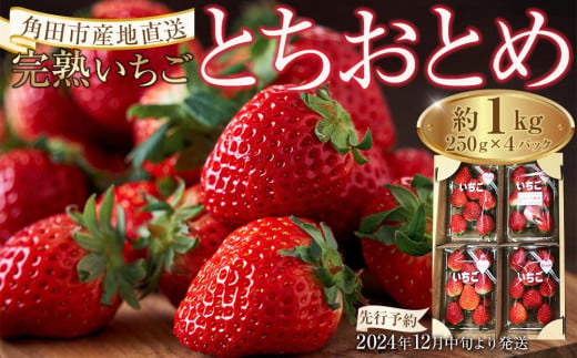 完熟 いちご とちおとめ 1kg ( 250g × 4パック ) 苺 イチゴ 果物 くだもの フルーツ 先行予約 ご当地 お取り寄せ 産地直送 朝摘み 人気 おすすめ 宮城