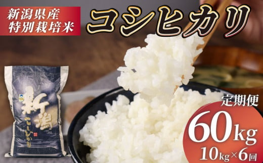 米 定期便 60kg 10kg×6回 令和6年産 特別栽培米 コシヒカリ 【 コンテスト 入賞米 米 おこめ お米 ブランド米 ご飯 ごはん オニギリ お弁当 玄米 対応可 kome  新米  5kg 2袋  送料無料 数量限定 農家直送 産地直送 国産 川瀬農園 新潟 新発田 kawase4000 】　 1513268 - 新潟県新発田市