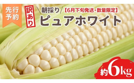 【 訳あり 】【 令和7年産 】【先行予約 2025年6月下旬以降発送 】【数量限定】 朝採り 白い とうもろこし ピュアホワイト 約6kg トウモロコシ コーン 旬 BBQ バーベキュー 夏野菜 甘い 期間限定 ふるさと納税 6000円 [AX056ya]