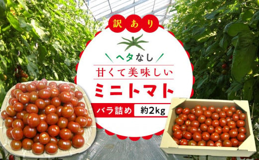 【3月下旬頃～発送】訳あり 規格外 ミニトマト 約2kg 1298676 - 香川県さぬき市