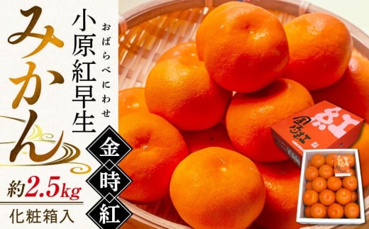 【11月下旬頃～発送】小原紅早生みかん 金時紅 約2.5kg 化粧箱入 1055455 - 香川県さぬき市