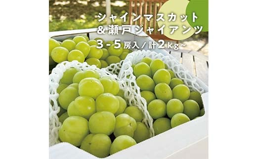 秋の葡萄2種詰め合わせ!シャインマスカットと瀬戸ジャイアンツ 3-5房 2.0kg以上 ぶどう ブドウ シャインマスカット 社員マスカット 瀬戸ジャイアンツ 葡萄 デザート フルーツ 果物 くだもの 果実 食品