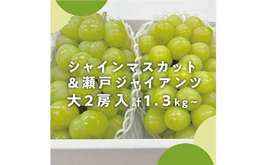 2024年発送!厳選大粒瀬戸ジャイアンツ&シャインマスカット2房 計1.3kg 秋の人気品種食べ比べ ぶどう ブドウ シャインマスカット 社員マスカット 瀬戸ジャイアンツ 葡萄 デザート フルーツ 果物 くだもの 果実 食品