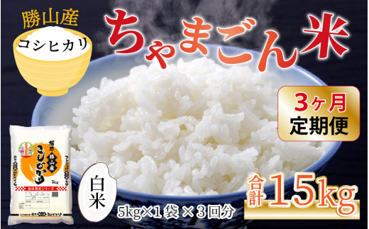 [令和6年産 新米][定期便3回]勝山のお米 コシヒカリ 精米 5kg(計15kg) [D-010017]