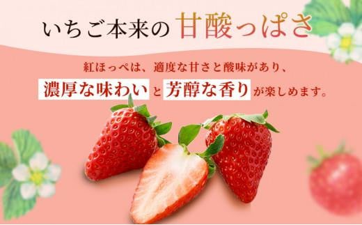 静岡県静岡市のふるさと納税 いちご ほっぺたが落ちる 紅ほっぺ  4パック 果物 イチゴ 苺 おやつ ギフト 贈答品 お祝い プレゼント 国産 フルーツ くだもの