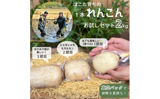 1本れんこん お試しセット ［真空パック入り / 2kg 以上］ 芽バス １節目 ２節目 ３節目 食べ比べ レンコン 蓮根 栗田農園 1520037 - 茨城県鉾田市